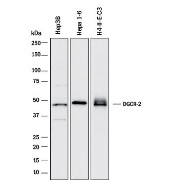 Western blot shows lysates of Hep3B human hepatocellular carcinoma cell line, Hepa 1-6 mouse hepatoma cell line, and H4-II-E-C3 rat hepatoma cell line. PVDF membrane was probed with 2 µg/mL of Mouse Anti-Human/Mouse/Rat DGCR2 Monoclonal Antibody (Catalog # MAB10443) followed by HRP-conjugated Anti-Mouse IgG Secondary Antibody (Catalog # HAF018). A specific band was detected for DGCR2 at approximately 45 kDa (as indicated). This experiment was conducted under reducing conditions and using Immunoblot Buffer Group 1.