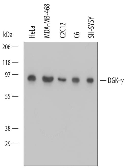 Western blot shows lysates of HeLa human cervical epithelial carcinoma cell line, MDA-MB-468 human breast cancer cell line, C2C12 mouse myoblast cell line, C6 rat glioma cell line, and SH-SY5Y human neuroblastoma cell line. PVDF Membrane was probed with 0.5 µg/mL of Mouse Anti-Human/Mouse/Rat DGK- gamma Monoclonal Antibody (Catalog # MAB6389) followed by HRP-conjugated Anti-Mouse IgG Secondary Antibody (Catalog # HAF007). A specific band was detected for DGK- gamma at approximately 90 kDa (as indicated). This experiment was conducted under reducing conditions and using Immunoblot Buffer Group 1.