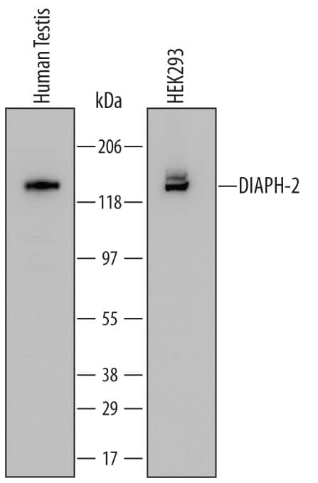 Western blot shows lysates of human testis tissue and HEK293 human embryonic kidney cell line. PVDF Membrane was probed with 2 µg/mL of Mouse Anti-Human DIAPH-2 Monoclonal Antibody (Catalog # MAB6806) followed by HRP-conjugated Anti-Mouse IgG Secondary Antibody (Catalog # HAF007). A specific band was detected for DIAPH-2 at approximately 130 kDa (as indicated). This experiment was conducted under reducing conditions and using Immunoblot Buffer Group 2.