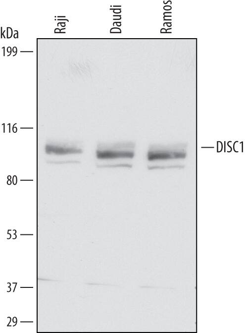 Western Blot DISC1 Antibody