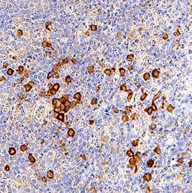 Immunohistochemistry DLEC/CLEC4C/BDCA-2 Antibody [Unconjugated]