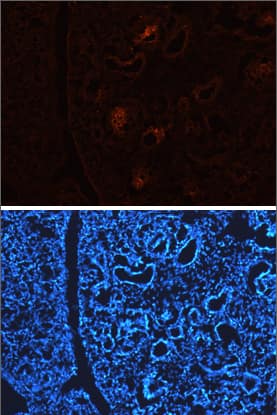 Immunohistochemistry DLL1 Antibody