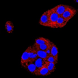 DLL1 was detected in immersion fixed HepG2 human hepatocellular carcinoma cell line using Mouse Anti-Human DLL1 Monoclonal Antibody (Catalog # MAB18181) at 25 µg/mL for 3 hours at room temperature. Cells were stained using the NorthernLights™ 557-conjugated Anti-Mouse IgG Secondary Antibody (red; Catalog # NL007) and counterstained with DAPI (blue). Specific staining was localized to cytoplasm. View our protocol for Fluorescent ICC Staining of Cells on Coverslips.