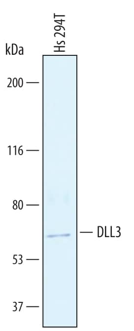 Western blot shows lysates of Hs 294T human melanoma cell line. PVDF membrane was probed with 1 µg/mL of Goat Anti-Human DLL3 Polyclonal Antibody (Catalog # AB4315) followed by HRP-conjugated Anti-Goat IgG Secondary Antibody (Catalog # HAF019). A specific band was detected for DLL3 at approximately 65 kDa (as indicated). This experiment was conducted under reducing conditions and using Immunoblot Buffer Group 1.