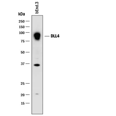 Western blot shows lysates of bEnd.3 mouse endothelioma cell line. PVDF membrane was probed with 2 µg/mL of Goat Anti-Mouse DLL4 Antigen Affinity-purified Polyclonal Antibody (Catalog # AF1389) followed by HRP-conjugated Anti-Goat IgG Secondary Antibody (Catalog # HAF017). A specific band was detected for DLL4 at approximately 90 kDa (as indicated). This experiment was conducted under reducing conditions and using Immunoblot Buffer Group 1.