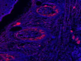Immunohistochemistry DMP-1 Antibody [Unconjugated]