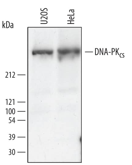 Western blot shows lysates of U2OS human osteosarcoma cell line and HeLa human cervical epithelial carcinoma cell line. PVDF membrane was probed with 0.5 µg/mL of Human DNA-PKcs Antigen Affinity-purified Polyclonal Antibody (Catalog # AF3415) followed by HRP-conjugated Anti-Goat IgG Secondary Antibody (Catalog # HAF017). A specific band was detected for DNA-PKcs at approximately 460 kDa (as indicated). This experiment was conducted under reducing conditions and using Immunoblot Buffer Group 1.
