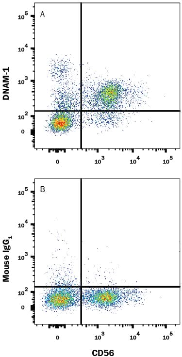 Human peripheral blood mononuclear cells (PBMCs) gated on CD3-cells were stained with Mouse Anti-Human DNAM-1/CD226 Fluorescein-conjugated Monoclonal Antibody (Catalog # FAB666F) and Mouse Anti-Human NCAM-1/CD56 PE-conjugated Monoclonal Antibody (Catalog # FAB2408P). Quadrant markers were set based on control antibody staining (Catalog # IC002F). View our protocol for Staining Membrane-associated Proteins.