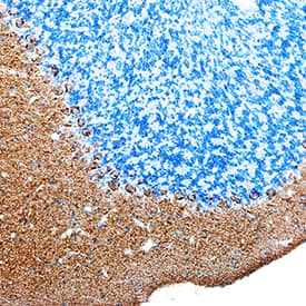 Immunohistochemistry DNER Antibody [Unconjugated]