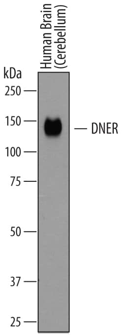 Western blot shows lysates of human brain (cerebellum) tissue. PVDF membrane was probed with 0.2 µg/mL of Goat Anti-Human DNER Antigen Affinity-purified Polyclonal Antibody (Catalog # AF3646) followed by HRP-conjugated Anti-Goat IgG Secondary Antibody (Catalog # HAF109). A specific band was detected for DNER at approximately 140 kDa (as indicated). This experiment was conducted under reducing conditions and using Immunoblot Buffer Group 1.