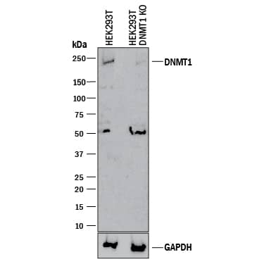 Western blot shows lysates of HEK293T human embryonic kidney parental cell line and DNMT1 knockout HEK293T cell line (KO). PVDF membrane was probed with 1 µg/mL of Sheep Anti-Human DNMT1 Antigen Affinity-purified Polyclonal Antibody (Catalog # AF6110) followed by HRP-conjugated Anti-Sheep IgG Secondary Antibody (Catalog # HAF016). A specific band was detected for DNMT1 at approximately 230 kDa (as indicated) in the parental HEK293T cell line, but is not detectable in knockout HEK293T cell line. GAPDH (Catalog # AF5718) is shown as a loading control. This experiment was conducted under reducing conditions and using Immunoblot Buffer Group 1.