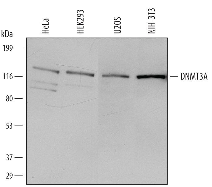 Western blot shows lysates of HeLa human cervical epithelial carcinoma cell line, HEK293 human embryonic kidney cell line, U2OS human osteosarcoma cell line, and NIH-3T3 mouse embryonic fibroblast cell line. PVDF membrane was probed with 0.1 µg/mL of Mouse Anti-Human DNMT3A Monoclonal Antibody (Catalog # MAB63151) followed by HRP-conjugated Anti-Mouse IgG Secondary Antibody (Catalog # HAF007). A specific band was detected for DNMT3A at approximately 120 kDa (as indicated). This experiment was conducted under reducing conditions and using Immunoblot Buffer Group 1.