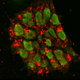 DNMT3B and SSEA-4 were detected in immersion fixed BG01V human embryonic stem cells. DNMT3B was detected using Sheep Anti-Human DNMT3B Antigen Affinity-purified Polyclonal Antibody (Catalog # AF7646) at 10 µg/mL for 3 hours at room temperature. Cells were stained using the NorthernLights™ 493-conjugated Anti-Sheep IgG Secondary Antibody (green; Catalog # NL012). SSEA-4 was detected using Mouse Anti-Human/Mouse SSEA-4 Monoclonal Antibody (Catalog # MAB1435) and stained using the NorthernLights™ 557-conjugated Anti-Mouse IgG Secondary Antibody (red; Catalog # NL007). Specific staining of DNMT3B was localized to nuclei. View our protocol for Fluorescent ICC Staining of Cells on Coverslips.