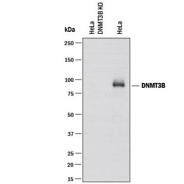 <b>Genetic Strategies Validation. </b>Western blot shows lysates of DNMT3B knockout HeLa cell line (KO) and HeLa human cervical epithelial carcinoma parental cell line. PVDF membrane was probed with 0.5 µg/mL of Sheep Anti-Human DNMT3B Antigen Affinity-purified Polyclonal Antibody (Catalog # AF7646) followed by HRP-conjugated Anti-Sheep IgG Secondary Antibody (Catalog # HAF016). A specific band was detected for DNMT3B at approximately 100-110 kDa (as indicated) in the parental HeLa cell line, but is not detectable in knockout HeLa cell line. GAPDH (Catalog # AF5718) is shown as a loading control. This experiment was conducted under reducing conditions and using Immunoblot Buffer Group 1.