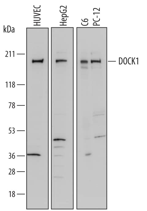 Western blot shows lysates of HUVEC human umbilical vein endothelial cells, HepG2 human hepatocellular carcinoma cell line, C6 rat glioma cell line, and PC-12 rat adrenal pheochromocytoma cell line. PVDF membrane was probed with 1 µg/mL of Goat Anti-Human DOCK1 Antigen Affinity-purified Polyclonal Antibody (Catalog # AF7070) followed by HRP-conjugated Anti-Goat IgG Secondary Antibody (Catalog # HAF017). A specific band was detected for DOCK1 at approximately 180 kDa (as indicated). This experiment was conducted under reducing conditions and using Immunoblot Buffer Group 1.