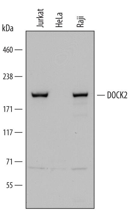 Western Blot DOCK2 Antibody