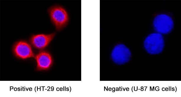 DPCR-1 was detected in immersion fixed HT-29 human colon adenocarcinoma cell line (positive control) and not U-87 MG human glioblastoma/astrocytoma cell line (negative control) using Mouse Anti-Human DPCR-1 Monoclonal Antibody (Catalog # MAB33471) at 8 µg/mL for 3 hours at room temperature. Cells were stained using the NorthernLights™ 557-conjugated Anti-Mouse IgG Secondary Antibody (red; Catalog # NL007) and counterstained with DAPI (blue). Specific staining was localized to cytoplasm. View our protocol for Fluorescent ICC Staining of Cells on Coverslips.