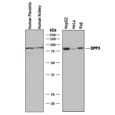 Western blot shows lysates of human placenta tissue , humand kidney tissue, HepG2 human hepatocellular carcinoma cell line, HeLa human cervical epithelial carcinoma cell line, and Raji human Burkitt's lymphoma cell line. PVDF membrane was probed with 1 µg/mL of Mouse Anti-Human DPP3 Antigen Affinity-purified Monoclonal Antibody (Catalog # MAB80871) followed by HRP-conjugated Anti-Rat IgG Secondary Antibody (Catalog # HAF005). A specific band was detected for DPP3 at approximately 75 kDa (as indicated). This experiment was conducted under reducing conditions and using Immunoblot Buffer Group 1.