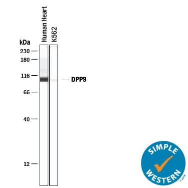 Simple Western lane view shows lysates of human heart tissue and K562 human chronic myelogenous leukemia cell line, loaded at 0.2 mg/mL. A specific band was detected for DPP9 at approximately 104 kDa (as indicated) using 10 µg/mL of Mouse Anti-Human DPP9 Monoclonal Antibody (Catalog # MAB54191) . This experiment was conducted under reducing conditions and using the 12-230 kDa separation system.