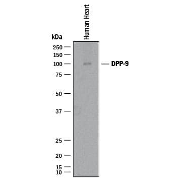 Western blot shows lysates of human heart tissue. PVDF membrane was probed with 1 µg/mL of Mouse Anti-Human DPP9 Monoclonal Antibody (Catalog # MAB54191) followed by HRP-conjugated Anti-Mouse IgG Secondary Antibody (Catalog # HAF018). A specific band was detected for DPP9 at approximately 100 kDa (as indicated). This experiment was conducted under reducing conditions and using Immunoblot Buffer Group 1.