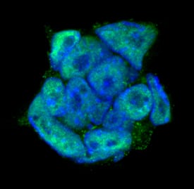 Immunocytochemistry DPPA4 Antibody [Unconjugated]