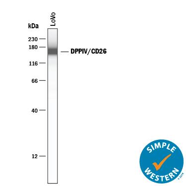 Simple Western lane view shows lysates of LoVo human colorectal adenocarcinoma cell line, loaded at 0.2 mg/mL. A specific band was detected for DPPIV/CD26 at approximately 168 kDa (as indicated) using 2 µg/mL of Goat Anti-Human DPPIV/CD26 Antigen Affinity-purified Polyclonal Antibody (Catalog # AF1180) followed by 1:50 dilution of HRP-conjugated Anti-Goat IgG Secondary Antibody (HAF109). This experiment was conducted under reducing conditions and using the 12-230 kDa separation system.