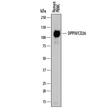 Western blot shows lysate of human peripheral blood mononuclear cells (PBMC). PVDF membrane was probed with 0.2 µg/mL of Goat Anti-Human DPPIV/CD26 Antigen Affinity-purified Polyclonal Antibody (Catalog # AF1180) followed by HRP-conjugated Anti-Goat IgG Secondary Antibody (HAF109). A specific band was detected for DPPIV/CD26 at approximately 110 kDa (as indicated). This experiment was conducted under reducing conditions and using Immunoblot Buffer Group 1.