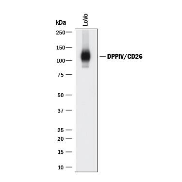 Western blot shows lysate of LoVo human colorectal adenocarcinoma cell line. PVDF membrane was probed with 0.2 µg/mL of Goat Anti-Human DPPIV/CD26 Antigen Affinity-purified Polyclonal Antibody (Catalog # AF1180) followed by HRP-conjugated Anti-Goat IgG Secondary Antibody (HAF017). A specific band was detected for DPPIV/CD26 at approximately 110 kDa (as indicated). This experiment was conducted under reducing conditions and using Immunoblot Buffer Group 1.