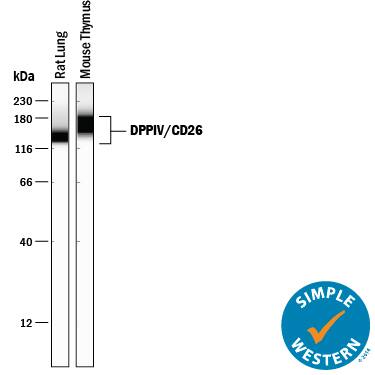 Simple Western lane view shows lysates of rat lung tissue and mouse thymus tissue, loaded at 0.2 mg/mL. A specific band was detected for DPPIV/CD26 at approximately 144-169 kDa (as indicated) using 5 µg/mL of Goat Anti-Mouse DPPIV/CD26 Antigen Affinity-purified Polyclonal Antibody (Catalog # AF954) followed by 1:50 dilution of HRP-conjugated Anti-Goat IgG Secondary Antibody (Catalog # HAF109). This experiment was conducted under reducing conditions and using the 12-230 kDa separation system.