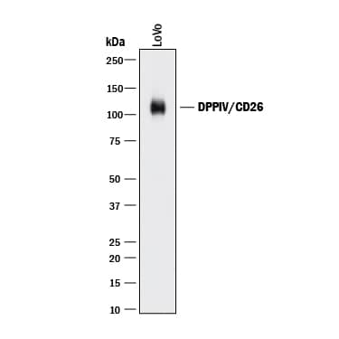 Western blot shows lysate of LoVo human colorectal adenocarcinoma cell line. PVDF membrane was probed with 2 µg/mL of Rat Anti-Human DPPIV/CD26 Monoclonal Antibody (Catalog # MAB1180) followed by HRP-conjugated Anti-Rat IgG Secondary Antibody (Catalog # HAF005). A specific band was detected for DPPIV/CD26 at approximately 110 kDa (as indicated). This experiment was conducted under reducing conditions and using Immunoblot Buffer Group 1.