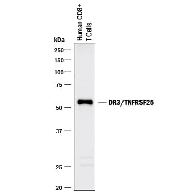 Western blot shows lysates of human CD8+T cells. PVDF membrane was probed with 2 µg/mL of Mouse Anti-Human/Mouse DR3/TNFRSF25 Monoclonal Antibody (Catalog # MAB943) followed by HRP-conjugated Anti-Mouse IgG Secondary Antibody (Catalog # HAF018). A specific band was detected for DR3/TNFRSF25 at approximately 55 kDa (as indicated). This experiment was conducted under reducing conditions and using Immunoblot Buffer Group 1.