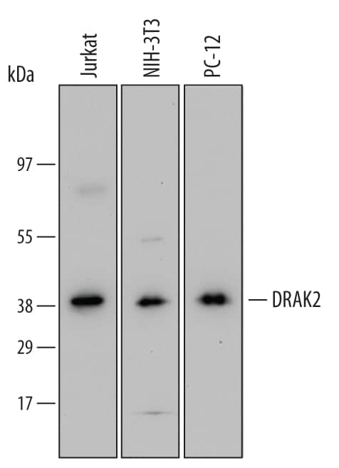 Western Blot DRAK2 Antibody (685228) [Unconjugated]
