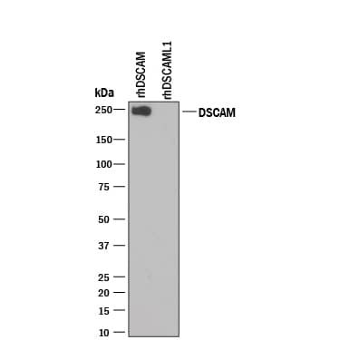 Western Blot DSCAM Antibody [Unconjugated] - Long Isoform