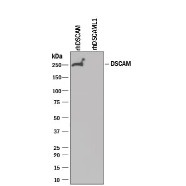 Western blot shows 25 ng of Recombinant Human DSCAM (Catalog # 3666-DS) and Recombinant Human DSCAM-L1 (Catalog # 3315-DL). PVDF Membrane was probed with 1 µg/mL of Mouse Anti-Human DSCAM Long Isoform Monoclonal Antibody (Catalog # MAB36661) followed by HRP-conjugated Anti-Mouse IgG Secondary Antibody (Catalog # HAF007). A specific band was detected for DSCAM at approximately 250 kDa (as indicated). This experiment was conducted under reducing conditions and using Immunoblot Buffer Group 3.