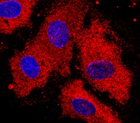 Immunocytochemistry DSPG3/EPYC Antibody (329707) [Unconjugated]