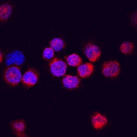Immunocytochemistry DTX1/DTX4 Antibody (730612) [Unconjugated]