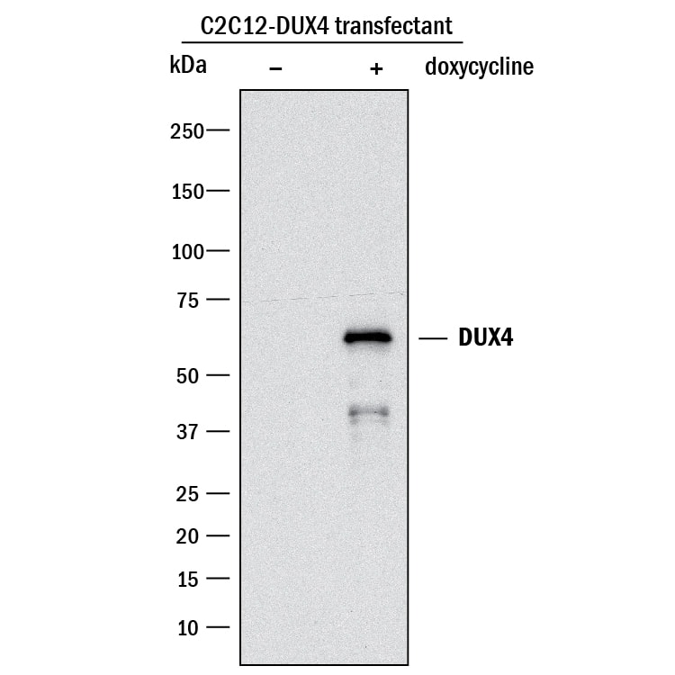 Western blot shows lysates of C2C12 mouse myoblast cell line transfected with human DUX4 untreated (-) or treated (+) with 100 ng/mL Doxycycline for overnight. PVDF membrane was probed with 1 µg/mL of Rabbit Anti-Human DUX4 Monoclonal Antibody (Catalog # MAB95351) followed by HRP-conjugated Anti-Rabbit IgG Secondary Antibody (Catalog # HAF008). A specific band was detected for DUX4 at approximately 55 kDa (as indicated). This experiment was conducted under reducing conditions and using Immunoblot Buffer Group 1.