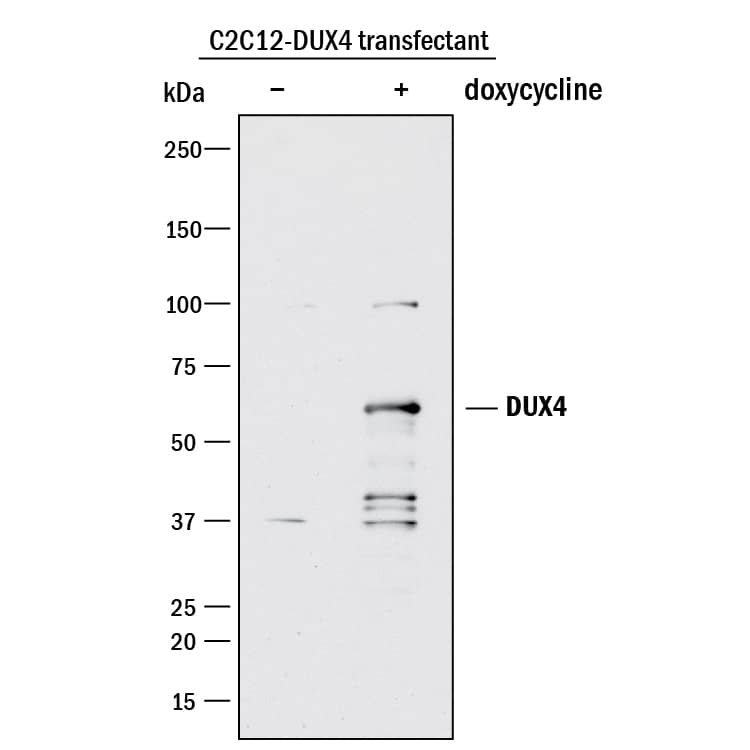 Western blot shows lysates of C2C12 mouse myoblast cell line transfected with human DUX4 untreated (-) or treated (+) with Doxycycline. PVDF membrane was probed with 0.1 µg/mL of Rabbit Anti-Human DUX4 Monoclonal Antibody (Catalog # MAB9535) followed by HRP-conjugated Anti-Rabbit IgG Secondary Antibody (Catalog # HAF008). A specific band was detected for DUX4 at approximately 55 kDa (as indicated). This experiment was conducted under reducing conditions and using Immunoblot Buffer Group 1.