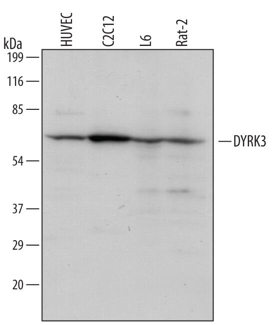 Western Blot DYRK3 Antibody