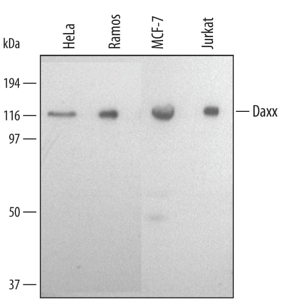 Western blot shows lysates of HeLa human cervical epithelial carcinoma cell line, Ramos human Burkitt's lymphoma cell line, MCF-7 human breast cancer cell line, and Jurkat human acute T cell leukemia cell line. PVDF membrane was probed with 1 µg/mL of Human Daxx Antigen Affinity-purified Polyclonal Antibody (Catalog # AF4548) followed by HRP-conjugated Anti-Goat IgG Secondary Antibody (Catalog # HAF017). A specific band was detected for Daxx at approximately 115 kDa (as indicated). This experiment was conducted using Immunoblot Buffer Group 2.