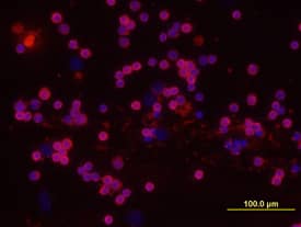 DcTRAIL R1/TNFRSF23 was detected in immersion fixed mouse splenocytes using 10 µg/mL Rat Anti-Mouse DcTRAIL R1/TNFRSF23 Mono-clonal Antibody (Catalog # MAB2378) for 3 hours at room temperature. Cells were stained (red) and counterstained with DAPI (blue). View our protocol for Fluorescent ICC Staining of Non-adherent Cells.