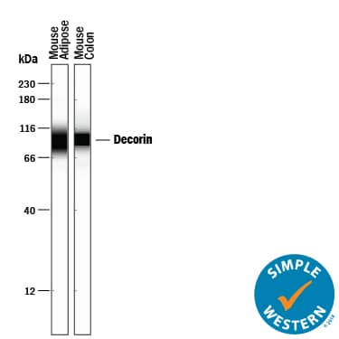 Simple Western lane view shows lysates of mouse adipose tissue and mouse colon tissue, loaded at 0.2 mg/mL. A specific band was detected for Decorin at approximately 94 kDa (as indicated) using 10 µg/mL of Goat Anti-Mouse Decorin Antigen Affinity-purified Polyclonal Antibody (Catalog # AF1060) followed by 1:50 dilution of HRP-conjugated Anti-Goat IgG Secondary Antibody (Catalog # HAF109). This experiment was conducted under reducing conditions and using the 12-230 kDa separation system.