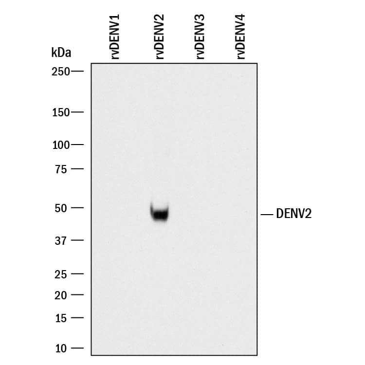 Western Blot Dengue Virus 2 NS1 Antibody (969828) [Unconjugated]