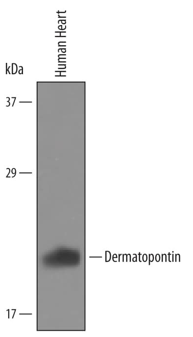 Western Blot Dermatopontin Antibody