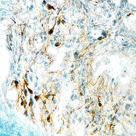 Immunohistochemistry Desert Hedgehog/Dhh Antibody [Unconjugated] - N-Terminus