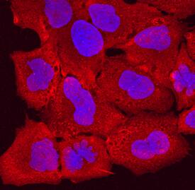 Desmocollin-1 was detected in immersion fixed A549 human lung carcinoma cell line using Rat Anti-Human/Mouse Desmocollin-1 Monoclonal Antibody (Catalog # MAB7367) at 10 µg/mL for 3 hours at room temperature. Cells were stained using the NorthernLights™ 557-conjugated Anti-Rat IgG Secondary Antibody (red; Catalog # NL013) and counterstained with DAPI (blue). Specific staining was localized to cytoplasm and nuclei. View our protocol for Fluorescent ICC Staining of Cells on Coverslips.