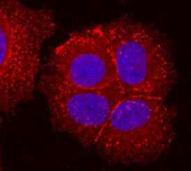 Desmoglein-2 was detected in immersion fixed MCF-7 human breast cancer cell line using Goat Anti-Human Desmoglein-2 Biotinylated Antigen Affinity-purified Polyclonal Antibody (Catalog # BAF947) at 10 µg/mL for 3 hours at room temperature. Cells were stained using the NorthernLights™ 557-conjugated Streptavidin (red; Catalog # NL999) and counterstained with DAPI (blue). Specific staining was localized to the transmembrane region. View our protocol for Fluorescent ICC Staining of Cells on Coverslips.