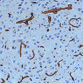 Netrin-4 was detected in perfusion fixed frozen sections of mouse brain (nucleus accumbens) using Goat Anti-Mouse Netrin-4 Antigen Affinity-purified Polyclonal Antibody (Catalog # AF1132) conjugated to Digoxigenin at 15 µg/mL overnight at 4 °C. Tissue was stained using the Digoxigenin Biotinylated Monoclonal Antibody (brown; Catalog # BAM7520) at 3 µg/mL followed by Streptavidin-HRP incubation. Specific staining was localized to vasculature. View our protocol for Chromogenic IHC Staining of Frozen Tissue Sections.