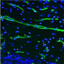 Netrin-4 was detected in perfusion fixed frozen sections of mouse brain (nucleus accumbens) using digoxigenin-conjugated Goat Anti-Mouse Netrin-4 Antigen Affinity-purified Polyclonal Antibody (Catalog # AF1132) at 5 µg/mL overnight at 4 °C. Tissue was stained using the Anti-Digoxigenin Alexa Fluor® 488-conjugated Monoclonal Antibody (green; Catalog # IC7520G) at a final concentration of 1X (1:10 dilution) and counterstained with DAPI (blue). Specific staining was localized to vasculature. View our protocol for Fluorescent IHC Staining of Frozen Tissue Sections.