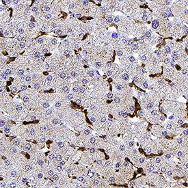 Immunohistochemistry Digoxigenin Antibody (2577B) [Unconjugated]